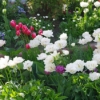 Thumbnail of related posts 199