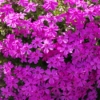 Thumbnail of related posts 181