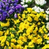 Thumbnail of related posts 187