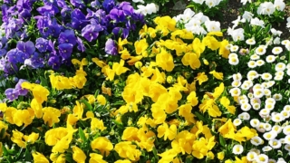 Thumbnail of post image 052