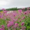 Thumbnail of related posts 151
