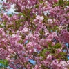 Thumbnail of related posts 153