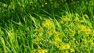 Thumbnail of post image 138