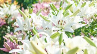 Thumbnail of post image 071