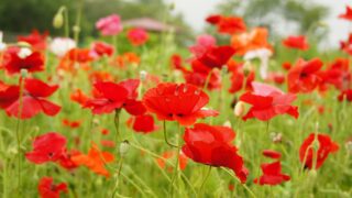 Thumbnail of post image 045