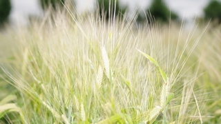 Thumbnail of post image 175