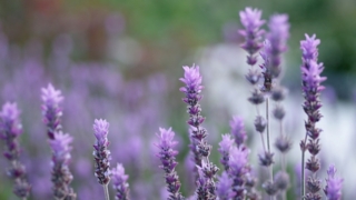 Thumbnail of post image 187