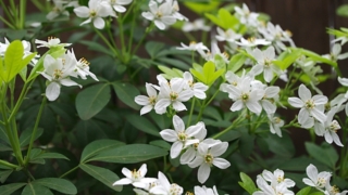 Thumbnail of post image 197