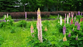 Thumbnail of post image 011