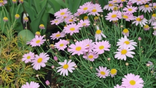 Thumbnail of post image 149