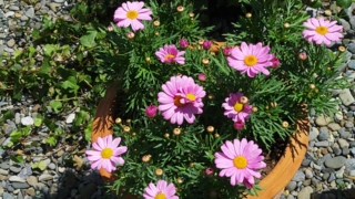 Thumbnail of post image 191