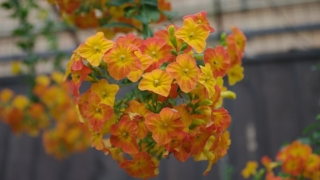 Thumbnail of post image 117