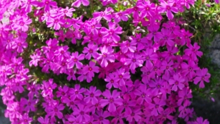 Thumbnail of post image 028