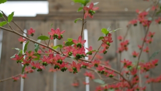 Thumbnail of post image 142