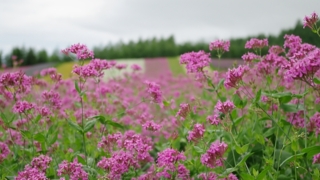 Thumbnail of post image 120