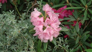 Thumbnail of post image 006