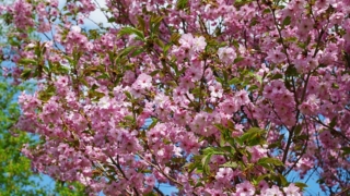 Thumbnail of post image 132