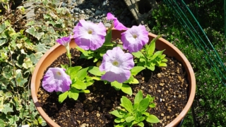 Thumbnail of post image 163