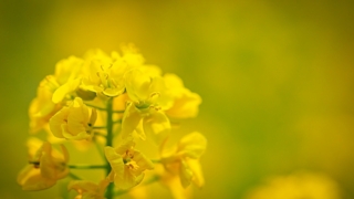 Thumbnail of post image 193