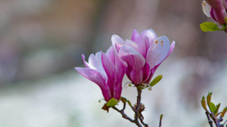 Thumbnail of post image 080